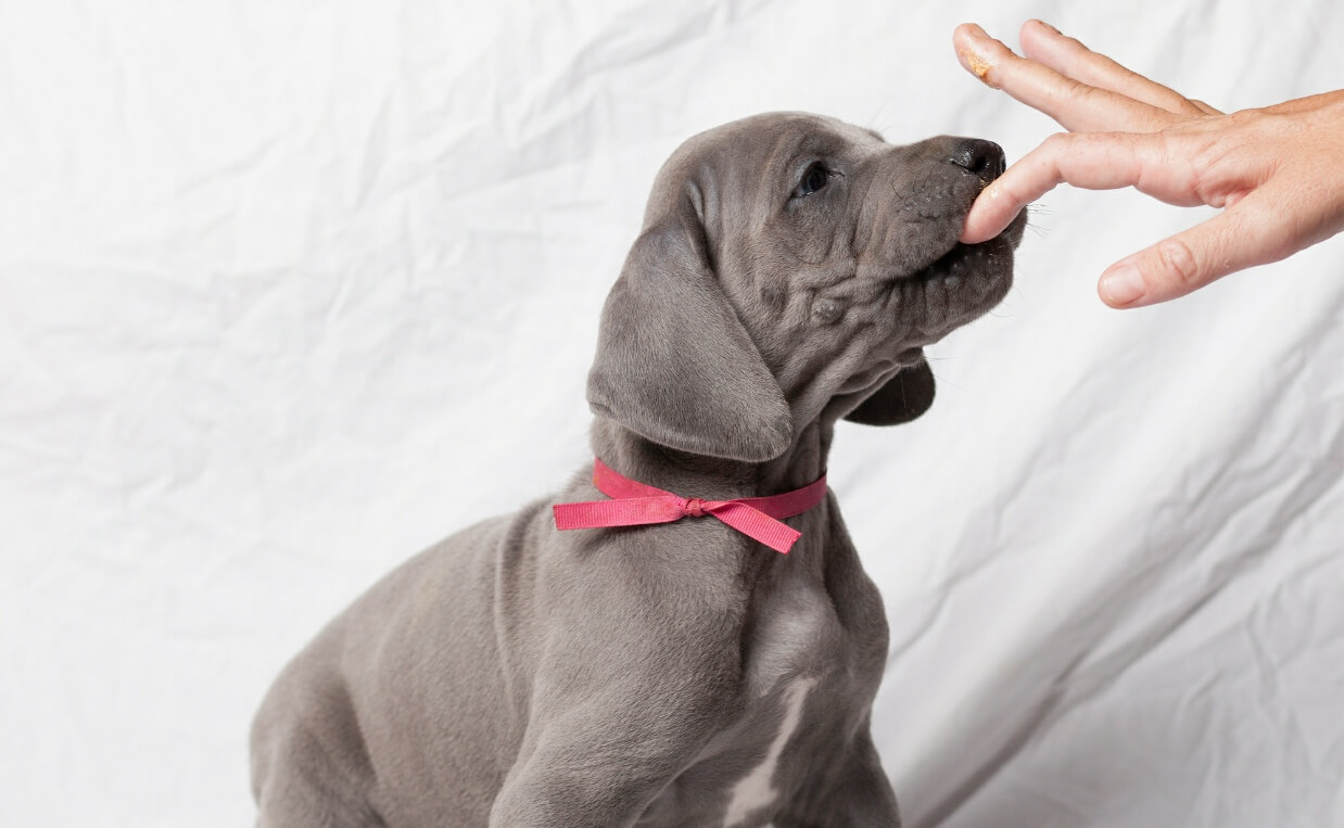 puppy licking fingers