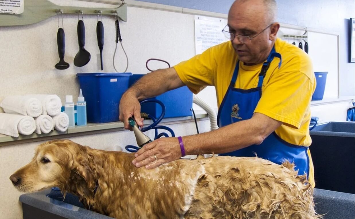 man and large dog at self serve dog wash