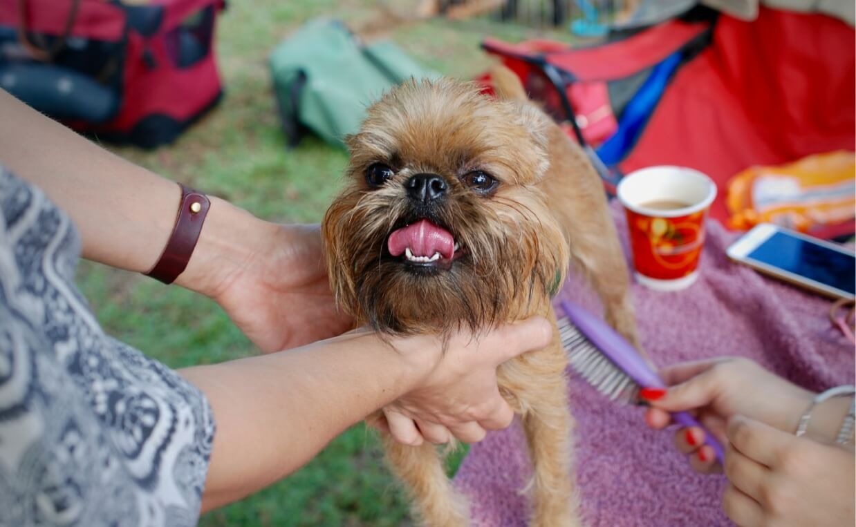 red rough brussels griffon small dog getting brushed