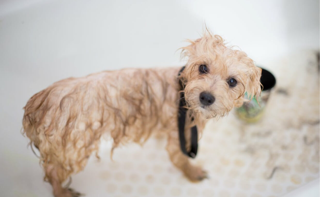 small puppy wet for bath