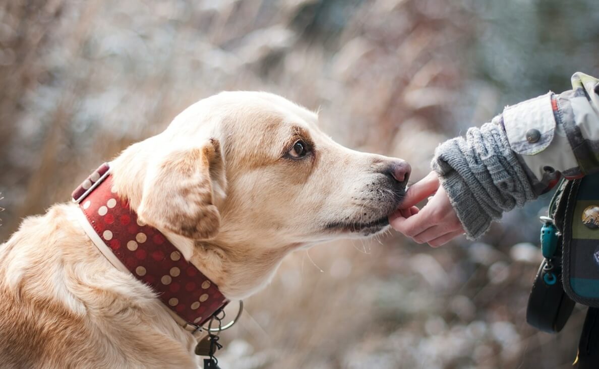 woman feeding handout to lost dog with red collar