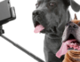 15 Tips for Better Dog Photography