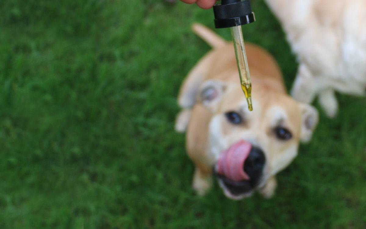 CBD oil for dog anxiety