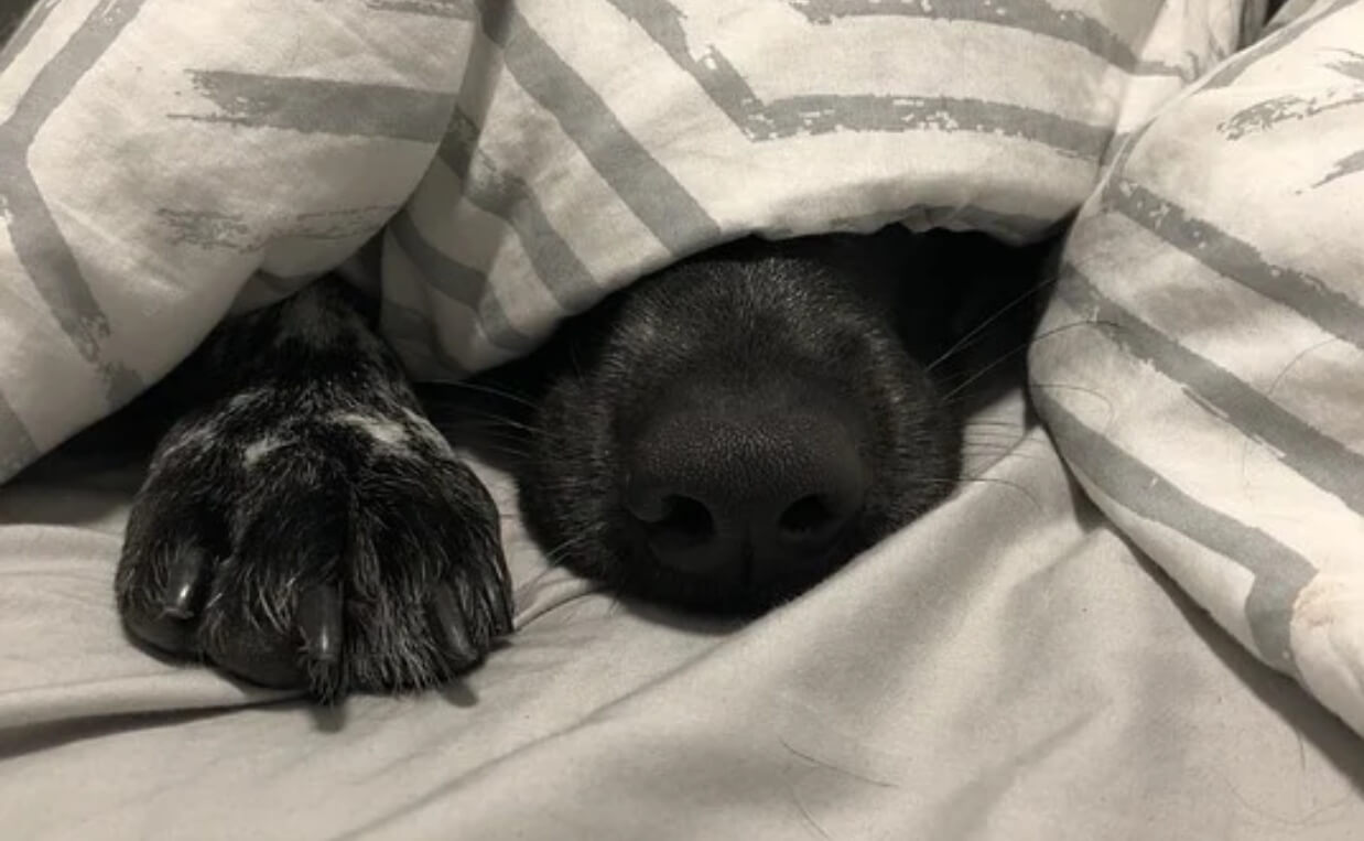 black dog hiding under blanket poking nose out
