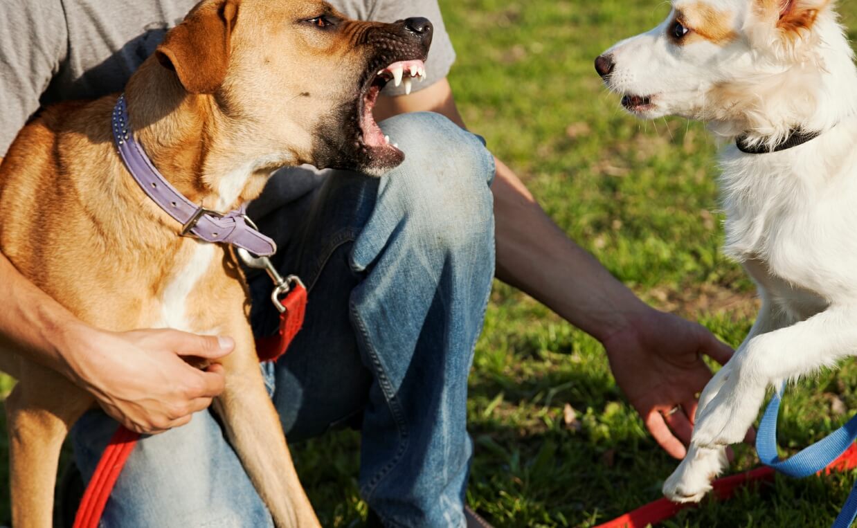 dog aggressive fear