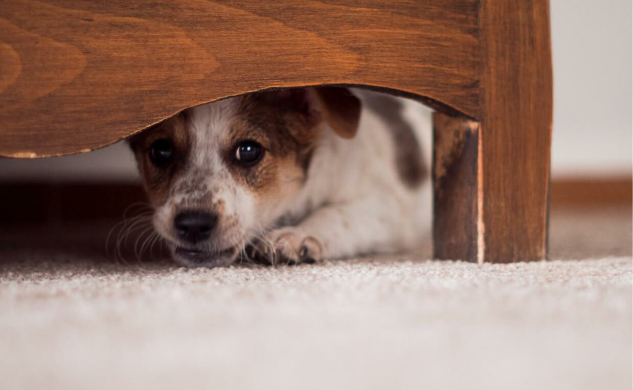dog hiding under corner of bed