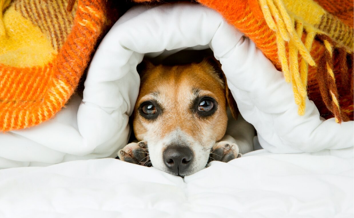 dog hiding under multiple blankets scared