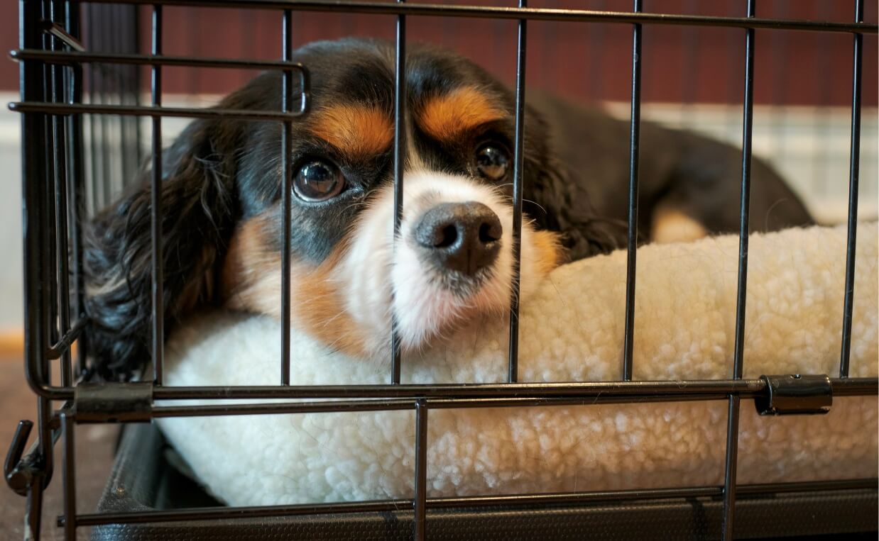 dog in crate with soft bed
