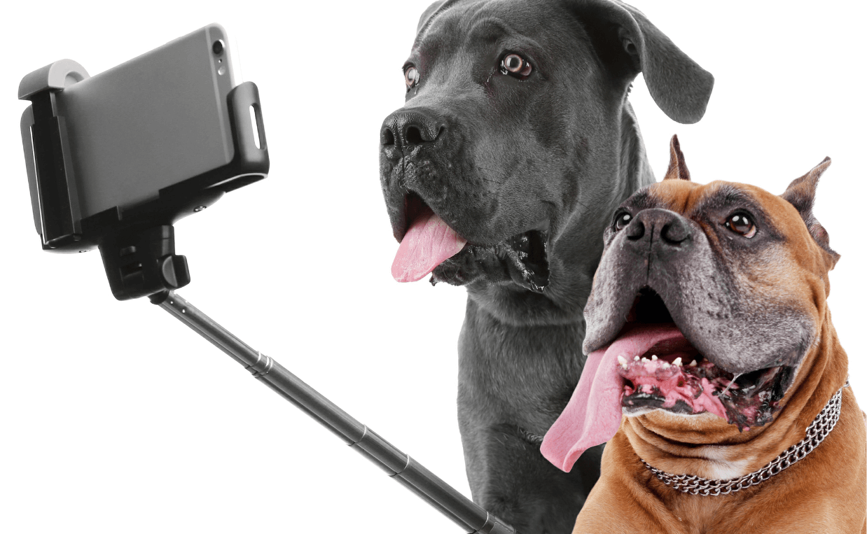 DOG PHOTOGRAPHY