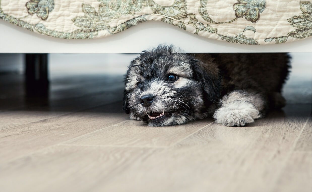 dog afraid hiding under bed