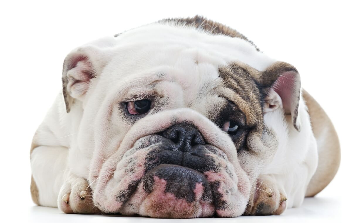 grieving english bulldog