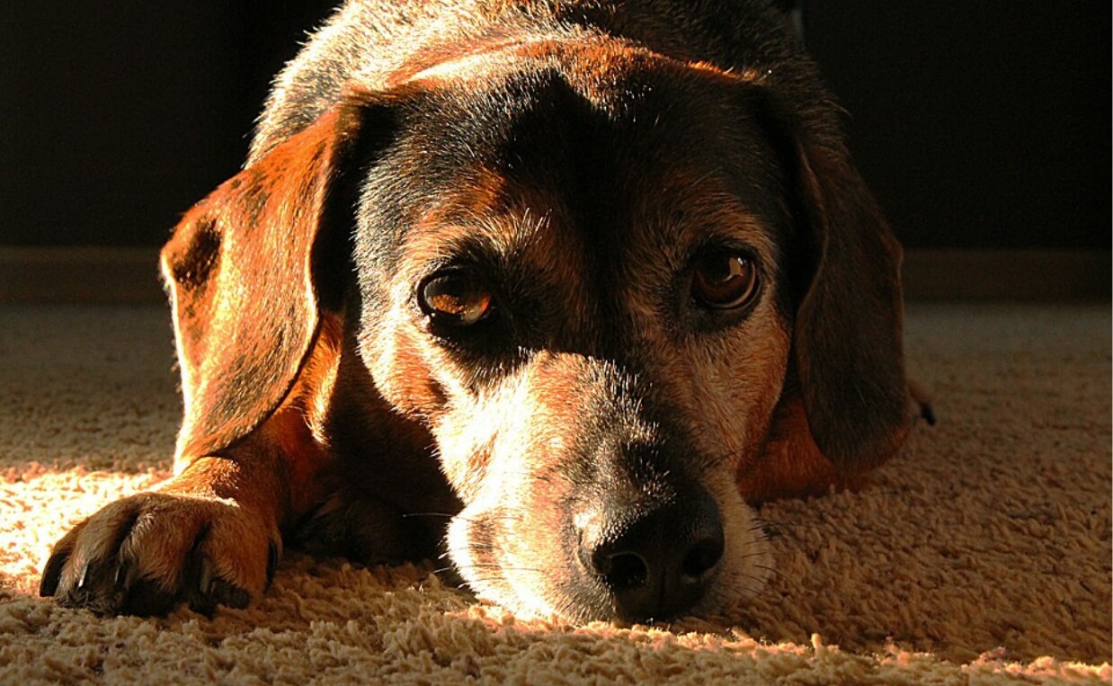 hound dog sad