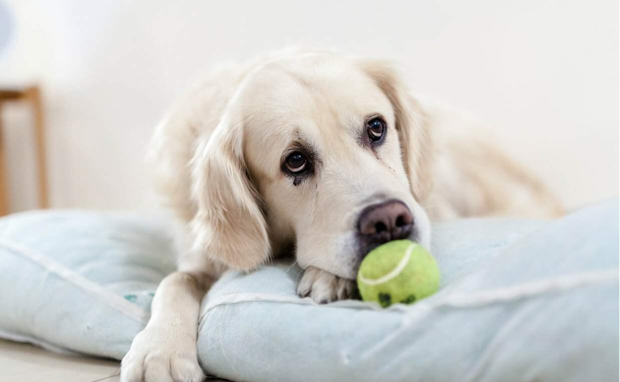 yellow lab too sad to play ball