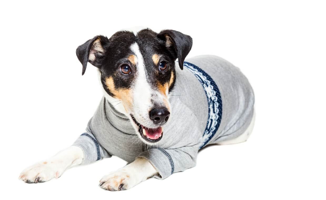 dog wearing sweater