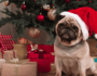 11 Best Dog-Themed Christmas Decorating Ideas