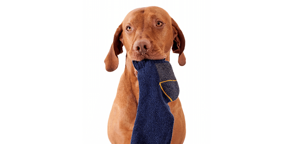 How to Get Your Dog to Stop Eating Socks Canine Campus Dog Daycare