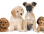 Most Popular Dog Names of 2020
