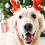 5 Non-Edible Dangers for Dogs During the Holidays