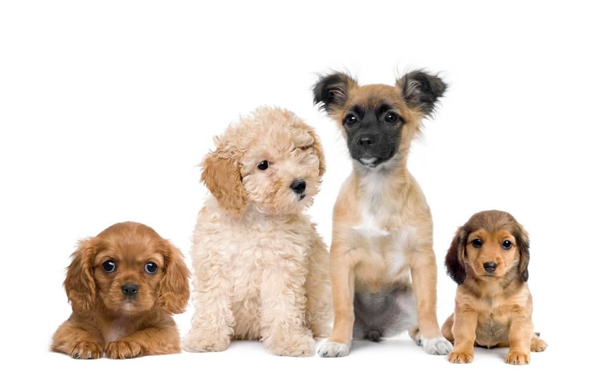 CUTE PUPPIES DOG NAMES