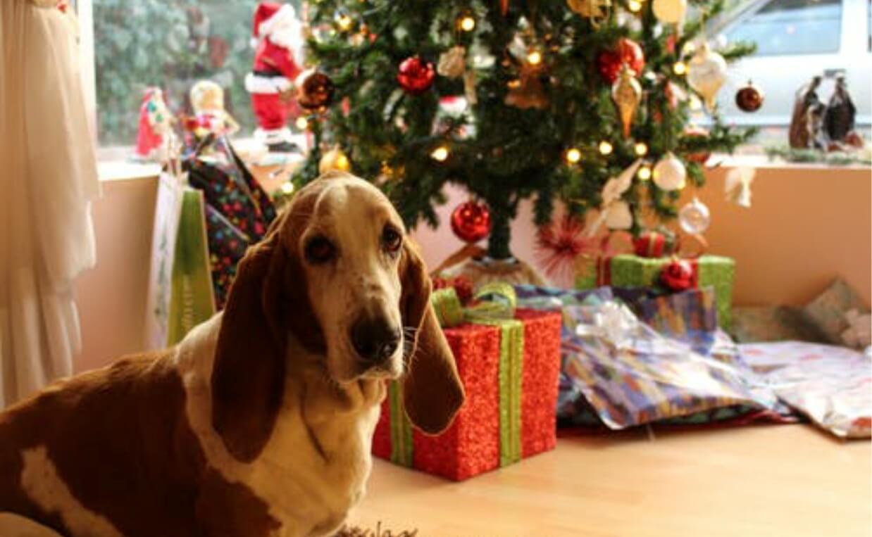 basset hound next to christmas tree