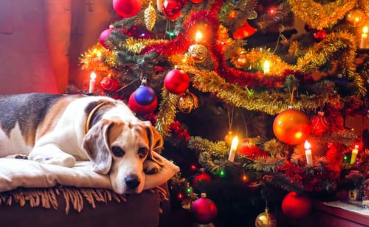 beagle next to christmas tree