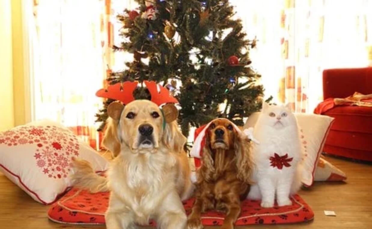 christmas pets