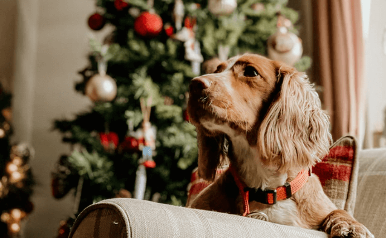 long-haired daschund on coach with Christmas tree in background