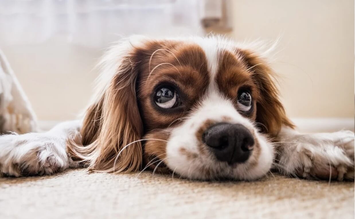 long-haired puppy laying on floor looking bored