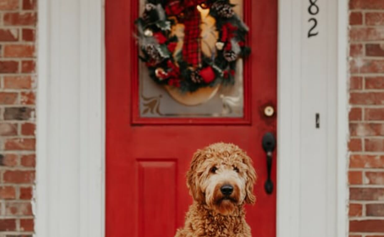 poodle in front of door with christmas wreath
