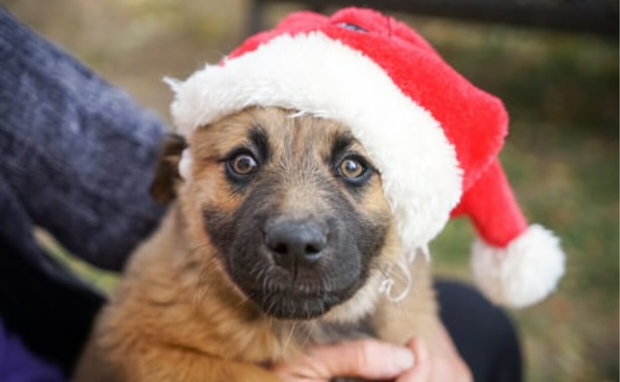 puppy with santa hat on