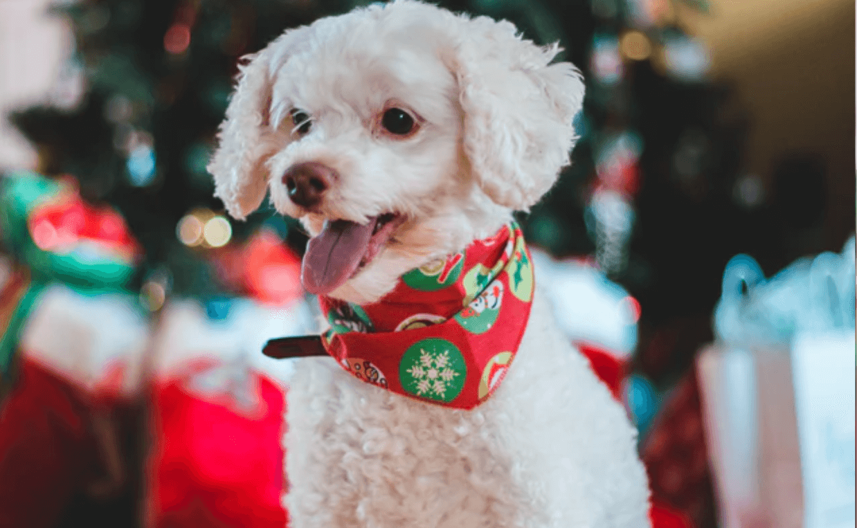 white poodle with christmas scarf and tree