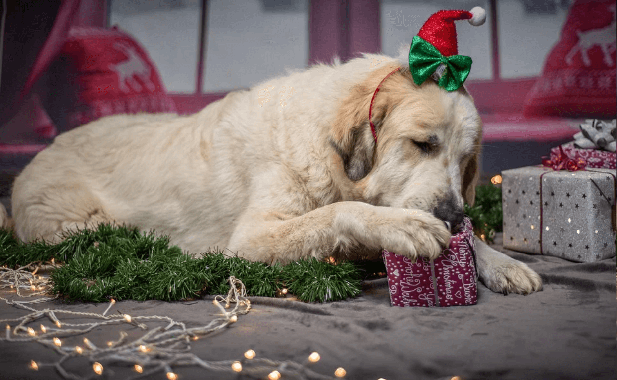  yellow lab opening a present