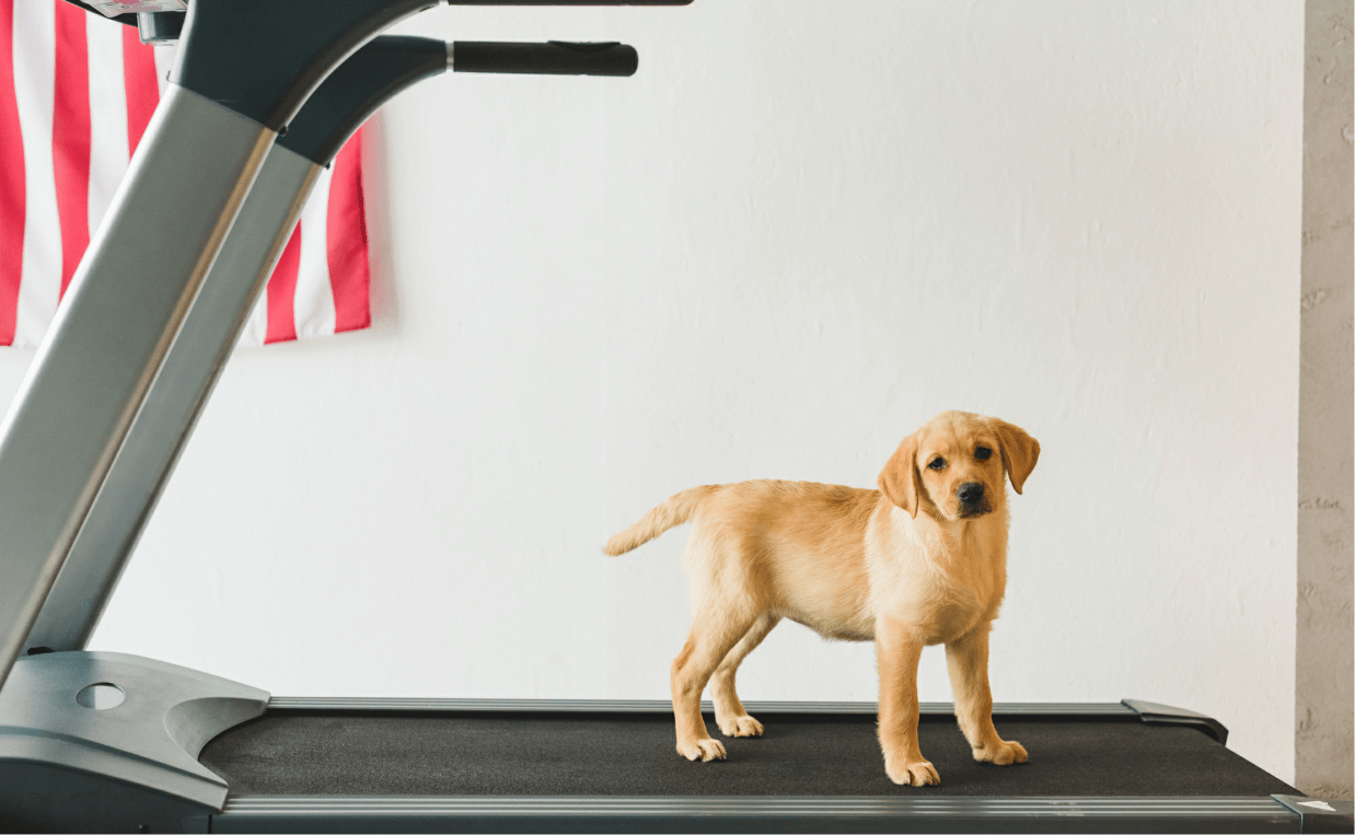 puppy on treadmill