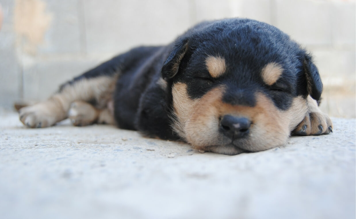 BLACK AND BROWN PUPPY ON BED