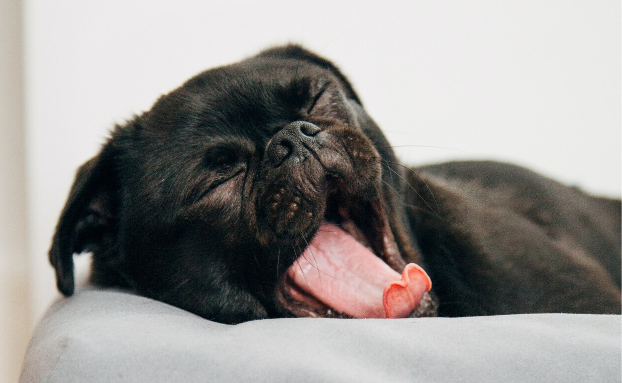 BLACK DOG YAWNING