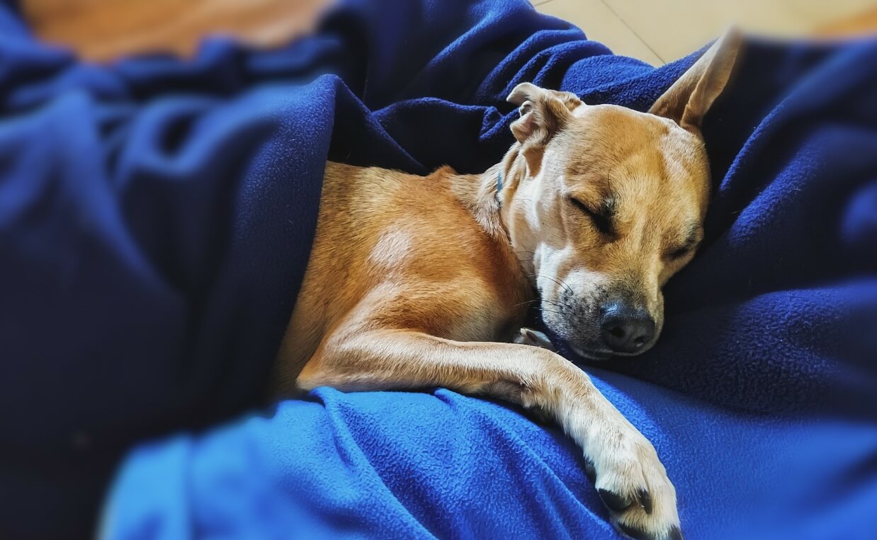 CHIHUAHUA SLEEPING IN BED WITH BLUE BLANKETS