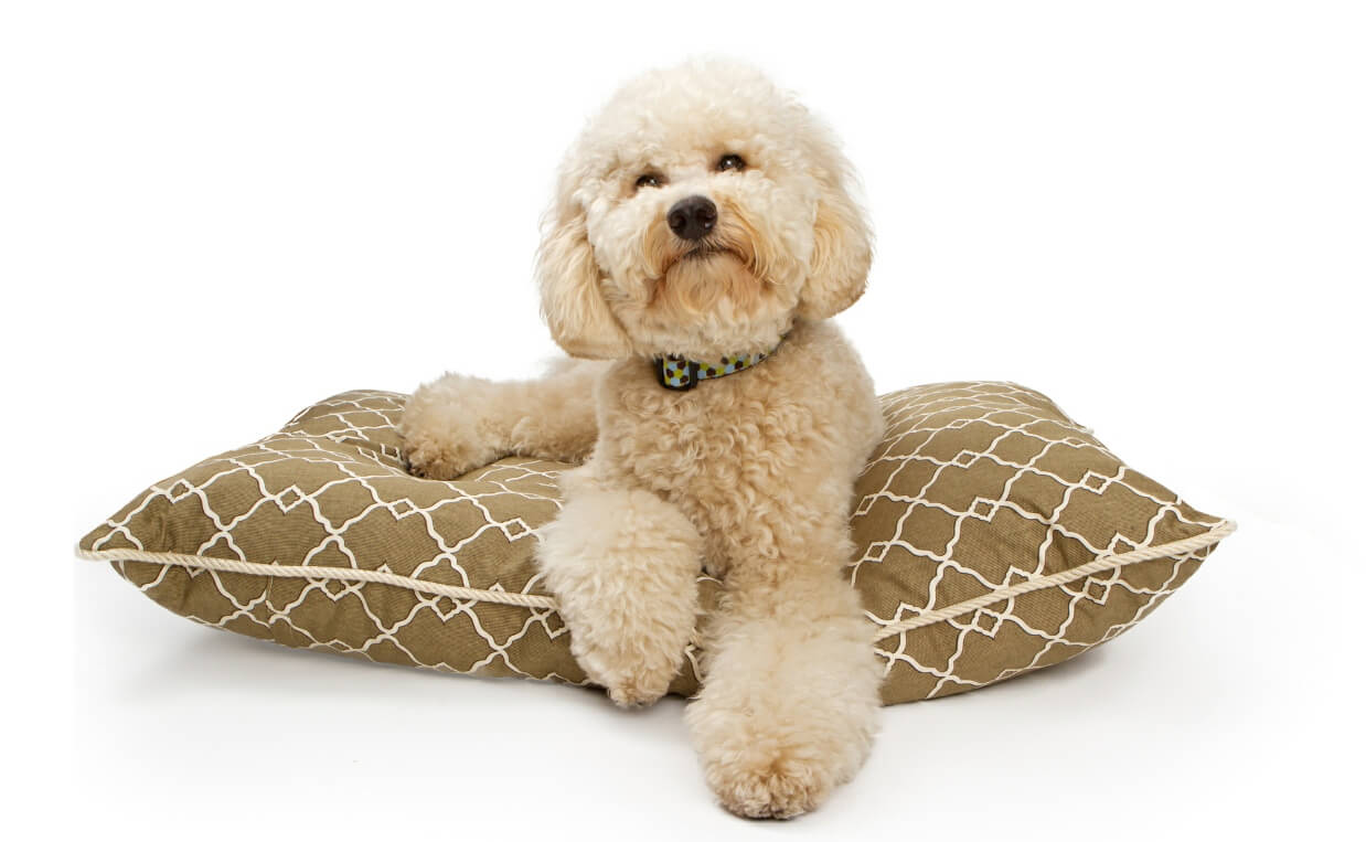 8 Best Heated Dog Beds for Cold Weather