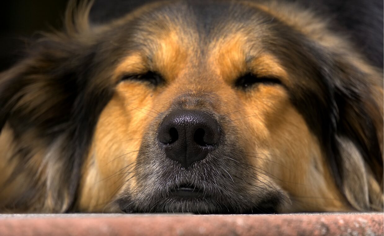 LONG HAIRED DOG SLEEPING