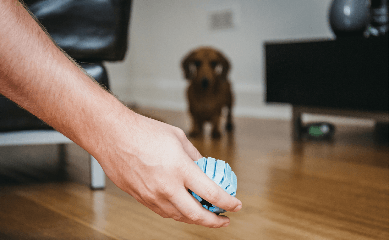 PLAY BALL WITH DOG