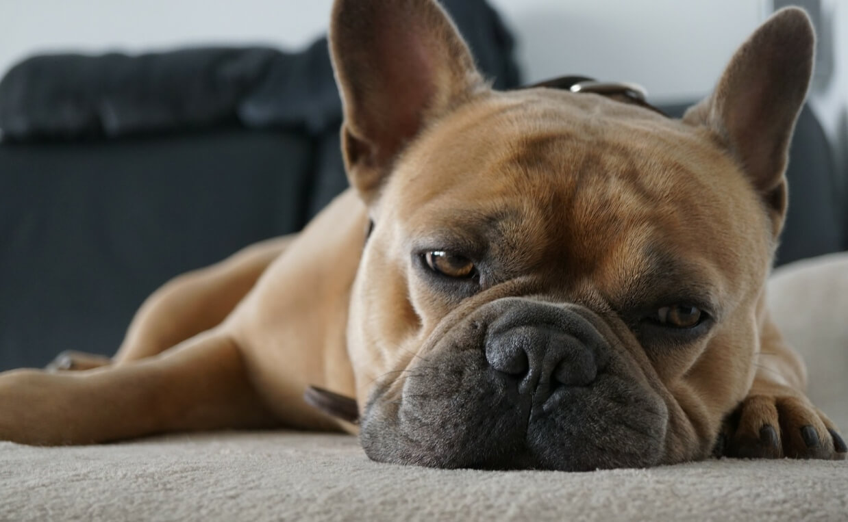 SLEEPY FRENCH BULLDOG