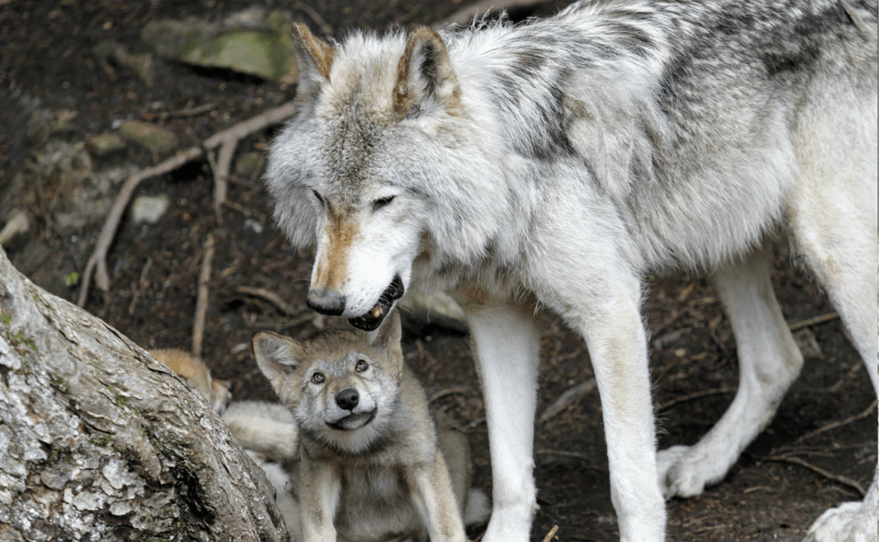 WOLF AND PUP