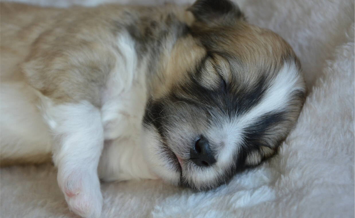 YOUNG PUPPY SLEEPING ON SOFT BED