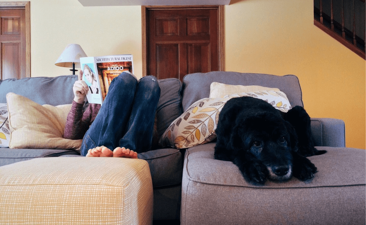 dog couch potato