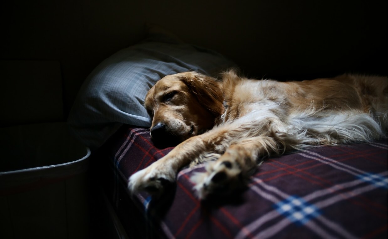 irish setter sleeping on couch on plaid blanket