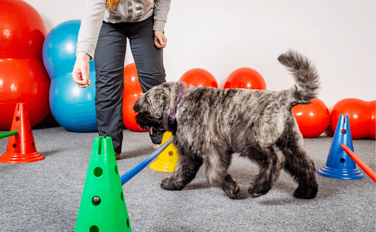 obstacle course with dog