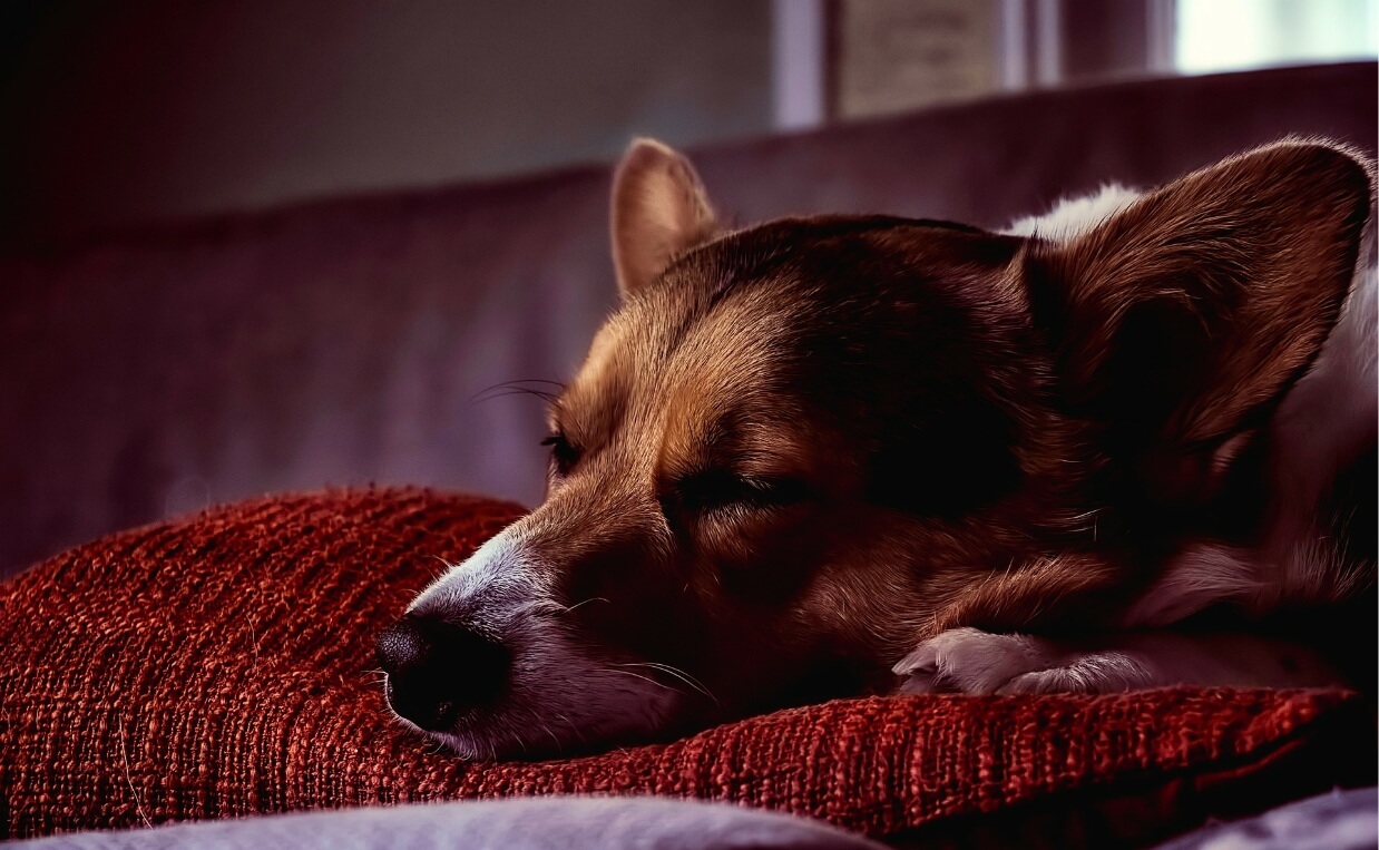 small dog sleeping on red pillow