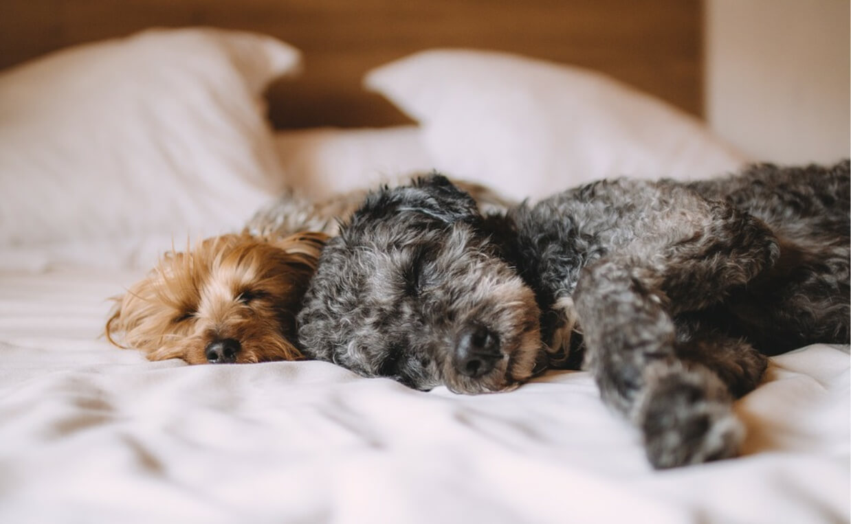 yorkshire terriers sleeping on bed