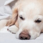 What Every Dog Owner Should Know About Kidney Disease in Dogs