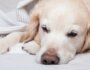 What Every Dog Owner Should Know About Kidney Disease in Dogs