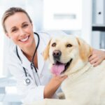 10 Questions Your Veterinarian Wishes You Would Ask About Your Dog